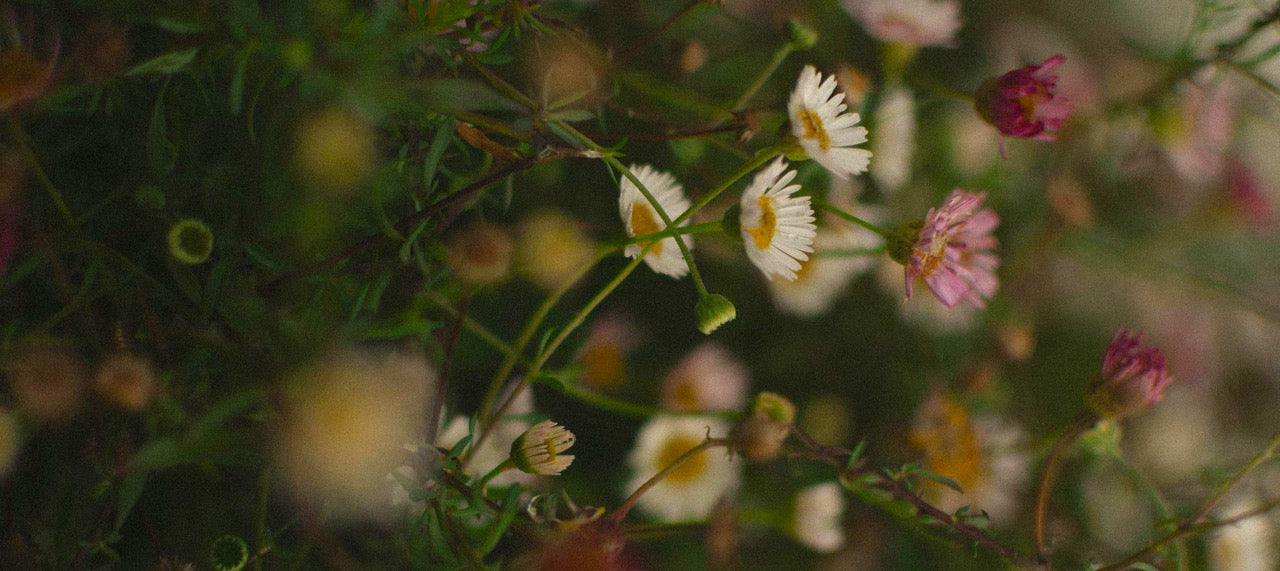 Headerbild fĂĽr Trauergruppen: Blumenwiese