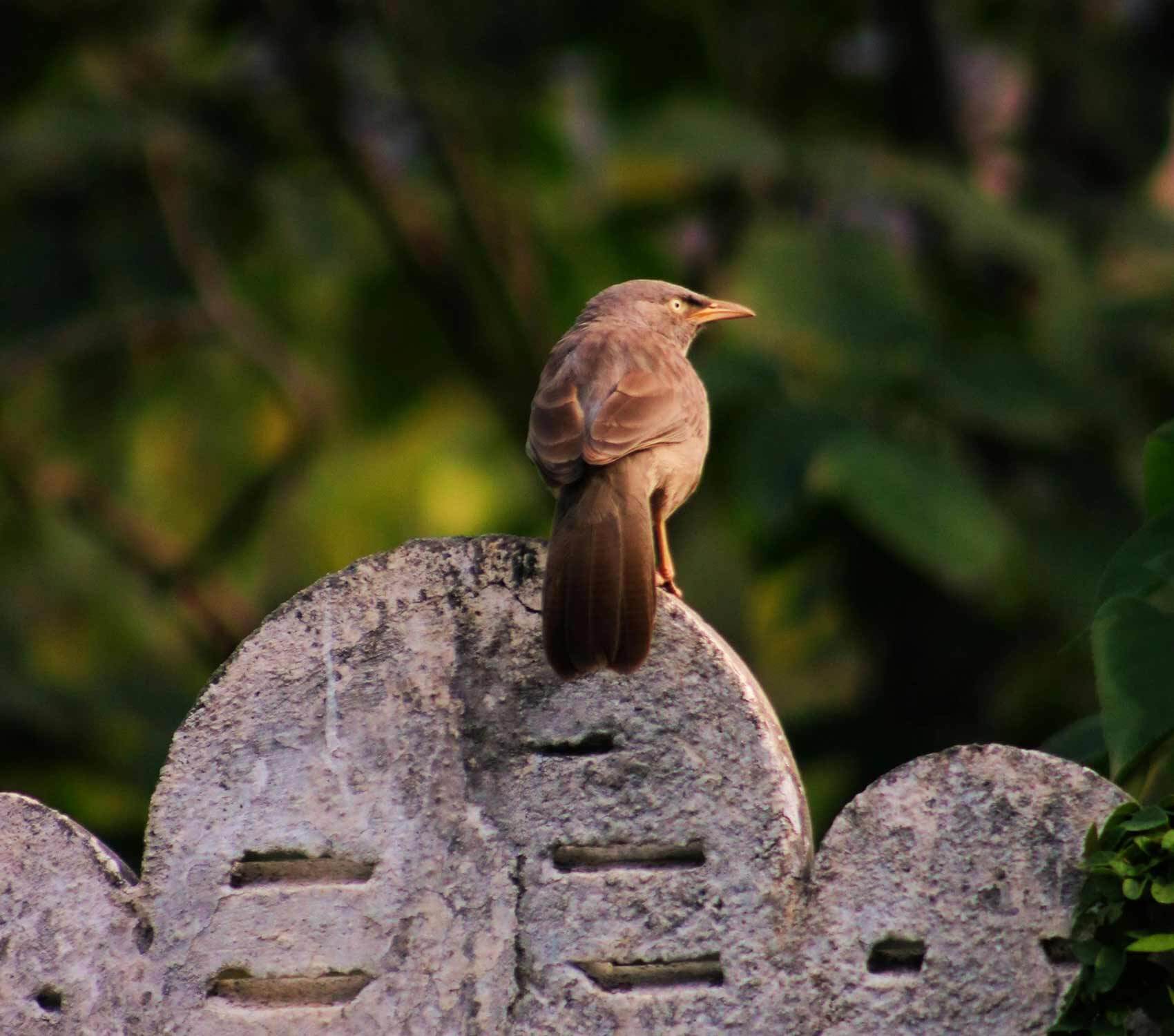 Standard Mitgliedschaft - Vergiss Mein Nie