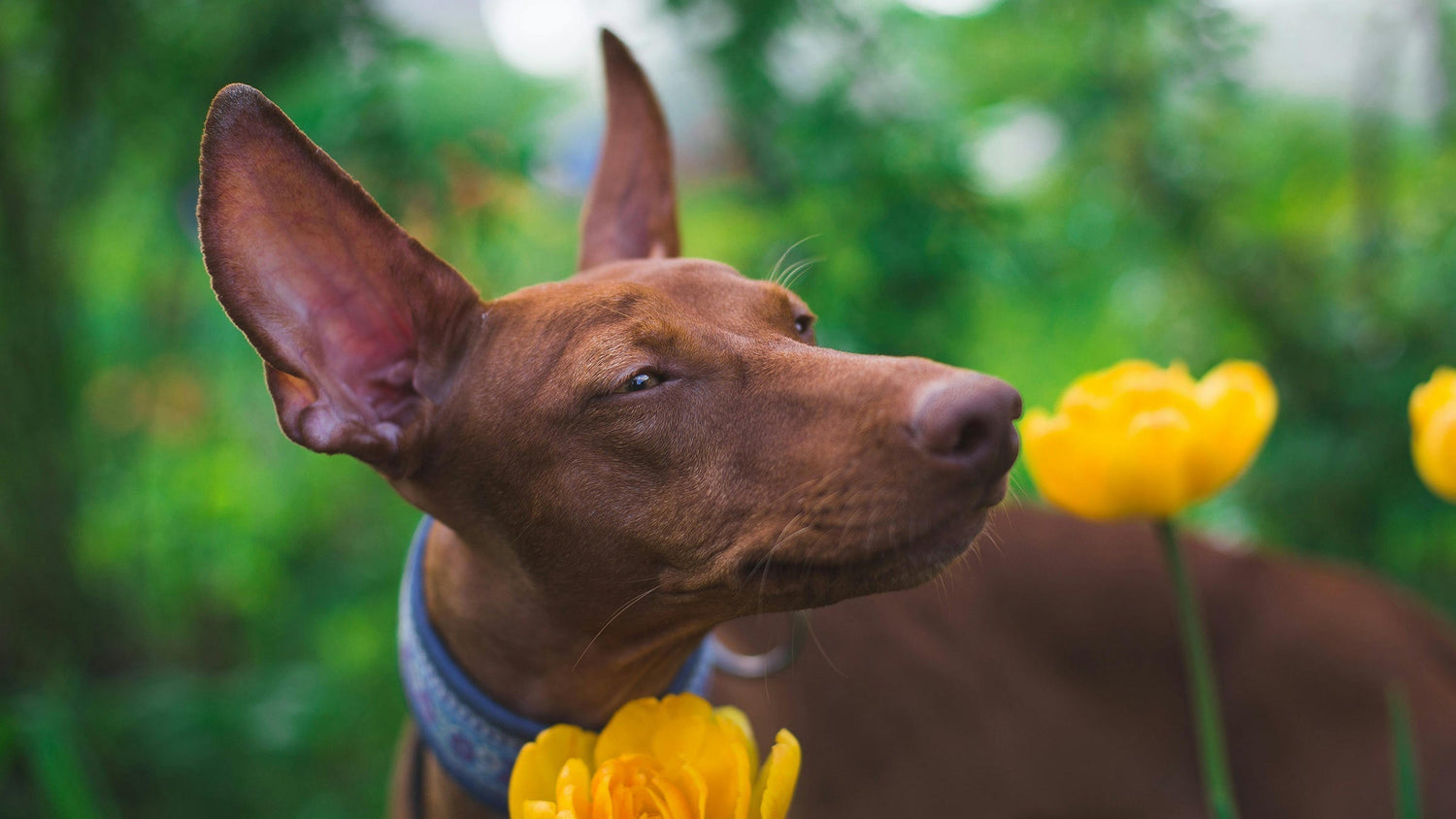 Wenn der Hund gestorben ist:  Die große Leere unterhalb des Knies - Vergiss Mein Nie