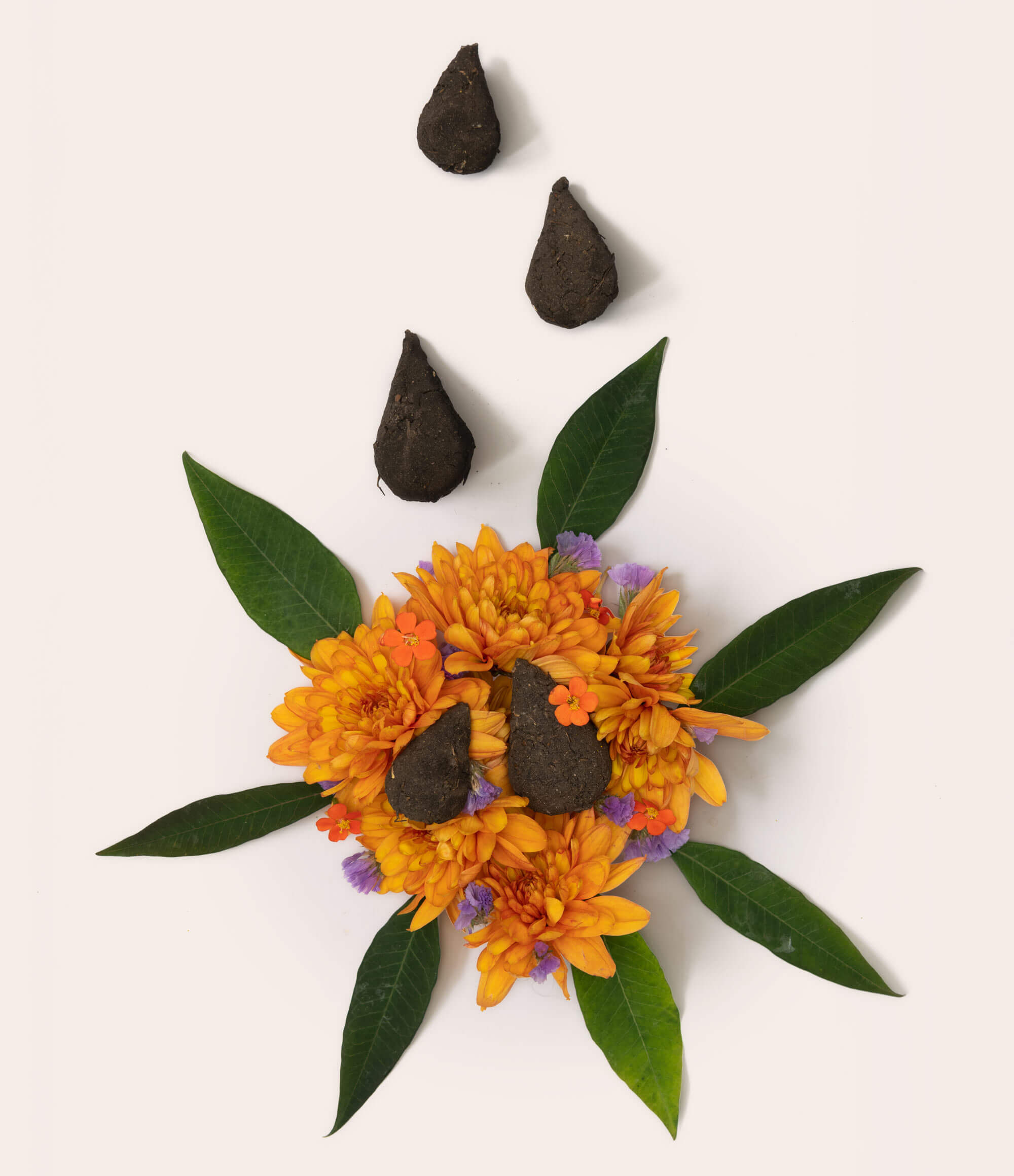 Blumentränen – Saatkugeln - Vergiss Mein Nie