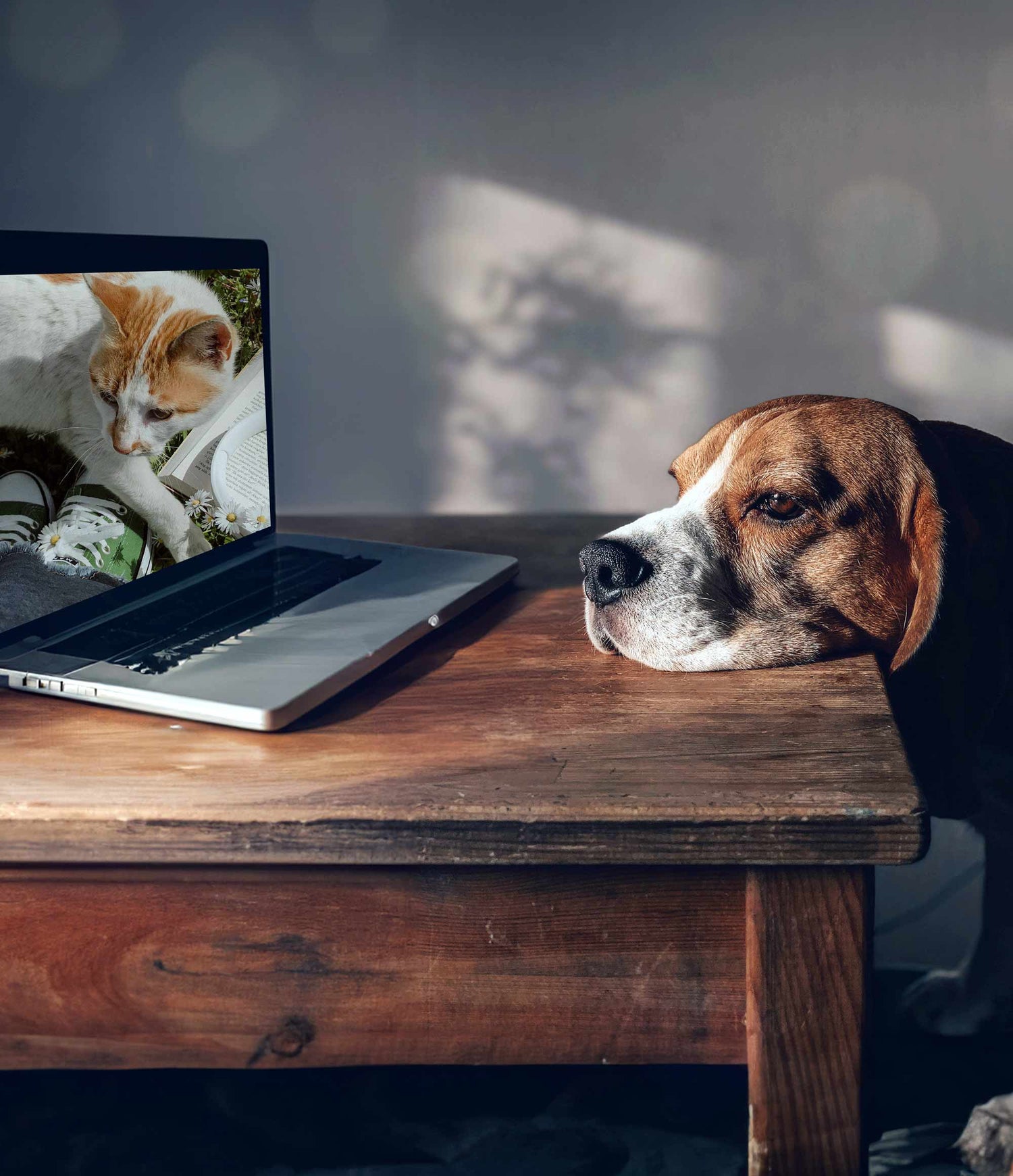 Online Tiertrauergruppe (Zoom) - Vergiss Mein Nie